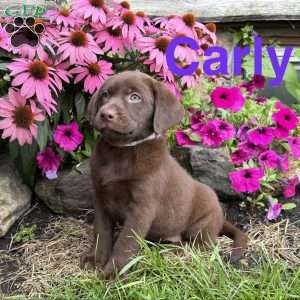 Carly, Chocolate Labrador Retriever Puppy